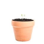 Clay Plant Pot